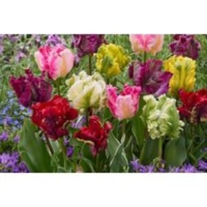 Tulip 'Tropical Parrot' Bulbs - Exotic Flowering Spring Bulbs (16 or 32 Pack) | Wowcher
