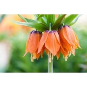 Fritillaria imperialis 'Orange Beauty' Flowering Bulbs - Striking Spring Perennial | Wowcher