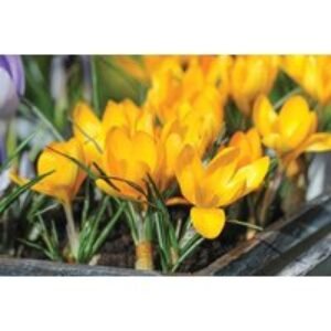 Crocus Yellow Mammoth Bulbs - Award-Winning Spring Flowering Perennial | Wowcher