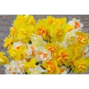 Daffodil Double Classic Mix Bulbs - Multi-Flowered Spring Perennial | Wowcher