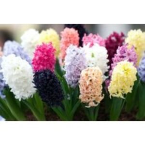 Mixed Scented Hyacinth Flowering Bulbs - Fragrant Spring Blooms | Wowcher