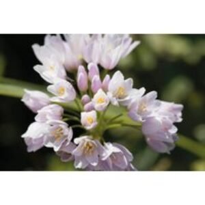 100 or 200 Mixed Allium Flowering Bulbs - Perennial Spring & Summer Colours | Wowcher