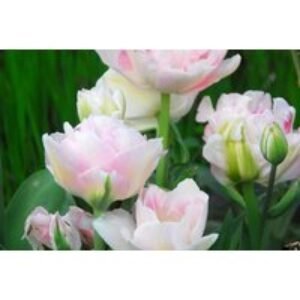 Tulip Pretty in Pink Bulb Collection - Flowering Spring Bulbs
