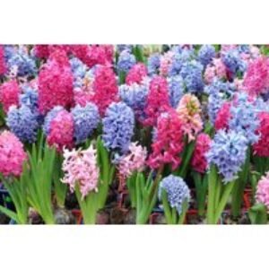 Mixed Hyacinth Bulbs - Fragrant Spring Flowering