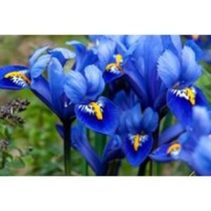 Dwarf Iris Harmony Flowering Bulbs - Compact