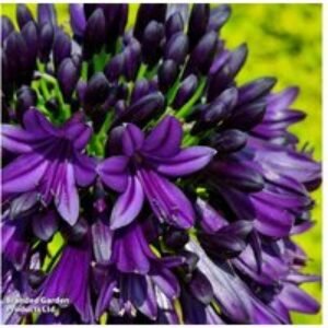 Agapanthus Black Jack - Award-Winning Perennial