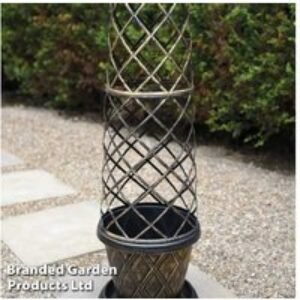 Clematis 'Red Velvet Truffle' Flowering Climber - 1 or 3 Plants