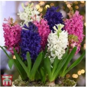 Hyacinth Pagoda Flowering Bulbs - 25 or 50 Pack
