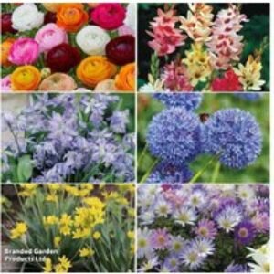 Mixed Spring Flowering Bulbs - 500 or 1000 Pack for Vibrant Gardens | Wowcher