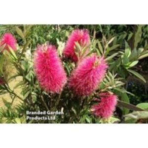 Callistemon Amarette Evergreen Flowering Shrub - 1 or 2 Plants