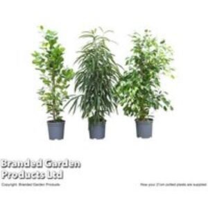 Large Ficus Houseplant Mix - Air-Purifying Indoor Trees