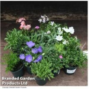Potted Seasonal Alpine & Rockery Perennial Plant Mix - Hardy
