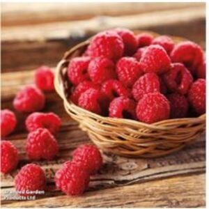 Raspberry Growers Choice - Hardy Fruit Bushes for UK Gardens | Wowcher
