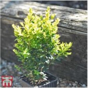 Evergreen Box Hedging Plants - Buxus sempervirens