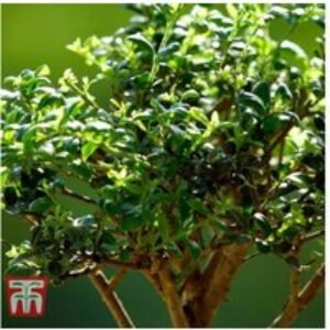 Ligustrum Bonsai Tree - Flowering Indoor Plant with Ceramic Saucer | Wowcher