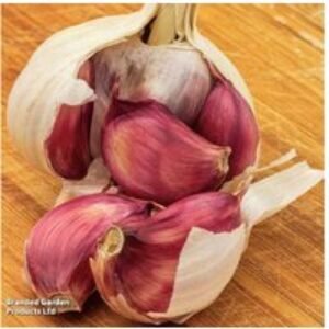 Hardneck Garlic 'Morado' Bulbs - Autumn Planting