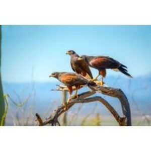 Premium Falconry Day Experience with 5+ Bird Species & Gift Package - Lincolnshire Hawk Walks | Wowcher