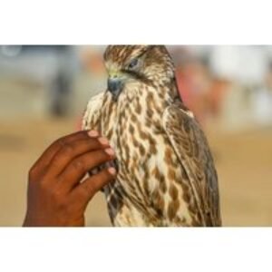 Beginner or Advanced Hawk Walk Experience - Lincolnshire Hawk Walks | Wowcher