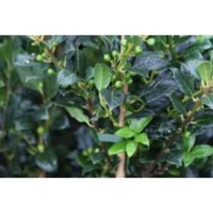 Spinless Holly Shrub - Evergreen