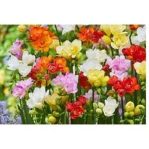 Freesia 'Double Mix' Flowering Bulbs - 50 or 100 Scented Blooms | Wowcher