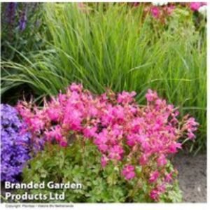 Geranium 'Intense' Perennial - Neon Pink Flowering Ground Cover