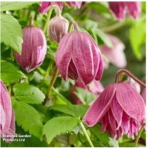Clematis alpina 'Imke' Flowering Climbing Plant - Spring Bloomer