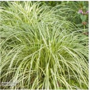 Carex 'Moon Falls' Evergreen Ornamental Grass - Compact Japanese Sedge | Wowcher