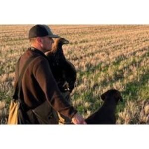 Golden Eagle Hunt Day Experience - Lincolnshire Hawk Walks | Wowcher