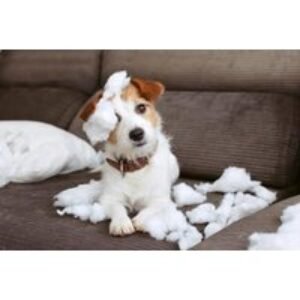 Online Dog Socialisation & Obedience Course - CPD Certified | Wowcher