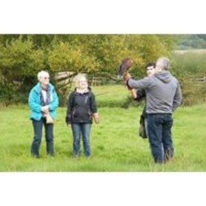 Half Day Falconry with Bird Handling