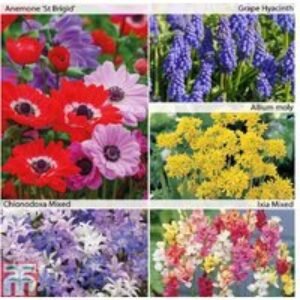 425 Mixed Spring Flowering Bulbs - Vibrant Perennial Collection | Wowcher