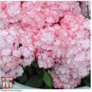 Hydrangea Miss Saori Flowering Shrub - Double Blooms