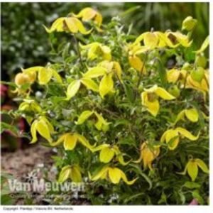 Clematis Little Lemons - Compact Flowering Perennial | Wowcher