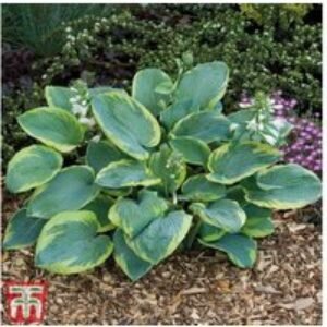 Giant-Leaved Hosta Mix - Shade-Loving Perennial Bare Roots | Wowcher