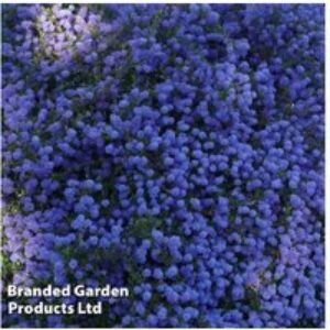 Ceanothus 'Blue Sapphire' Evergreen Shrub - 1 or 3 Plants in 9cm Pots | Wowcher