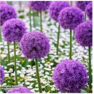 Allium 'Purple Sensation' Flowering Bulbs - 60 or 90 Pack
