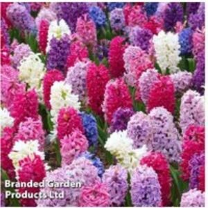 Hyacinth 'Berries and Cream' Flowering Bulbs - 32 Hardy Spring Perennials | Wowcher