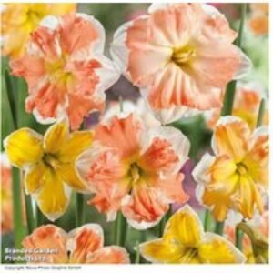 40 Daffodil 'Rainbow Butterfly' Bulbs - Spring Flowering Perennial | Wowcher