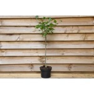 Fragrant Dwarf Lilac Tree - Compact Flowering Patio or Border Plant | Wowcher