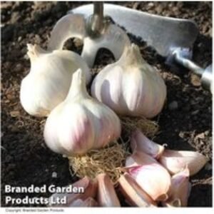 Autumn Planting Garlic Bulb Collection - 8 Hardy Varieties for UK Gardens | Wowcher
