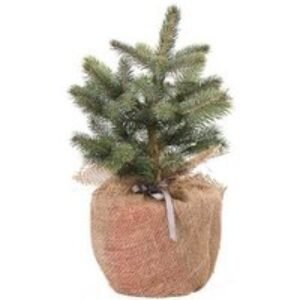 Grow Your Own Super Blue Christmas Tree - Stunning Silver-Blue Evergreen Tree | Wowcher