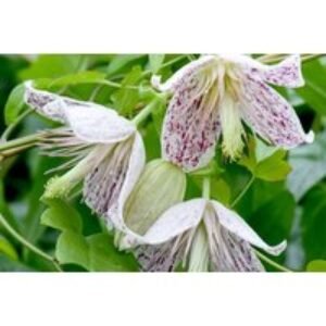 Winter Flowering Clematis 'Advent Bells' - Evergreen Hybrid