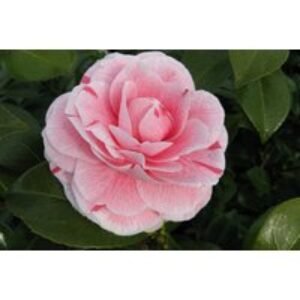 Hardy Camellia Shrub Trio - Evergreen Flowering Pink