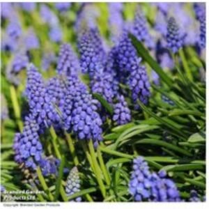 200 Spring Flowering Bulbs - Iris