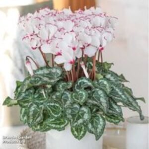 Scented Cyclamen 'Absolu de Morel' - Fragrant Flowering Indoor Plant 30cm | Wowcher