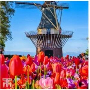 Dutch Tulip Bulbs - Vibrant Flowering Perennial