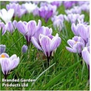 Dutch Crocus Bulbs - Perennial