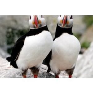 2 or 4 Hour Jurassic Coast Birdwatching Cruise