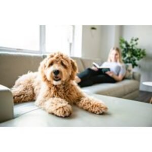Online 'Careers with Animals' Course - CPD Certified by International Open Academy | Wowcher