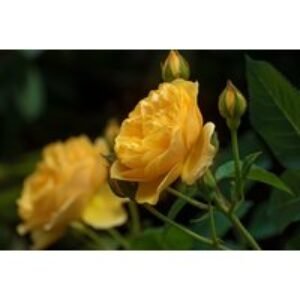 Patio Standard Rose Tree Collection - Compact
